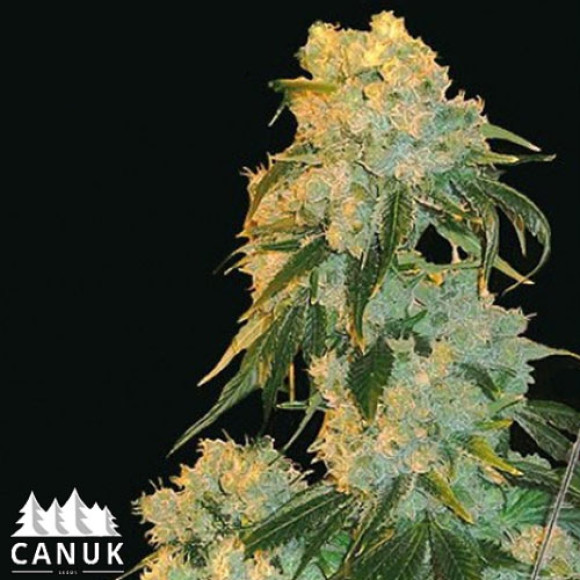 northern lights fem canuk