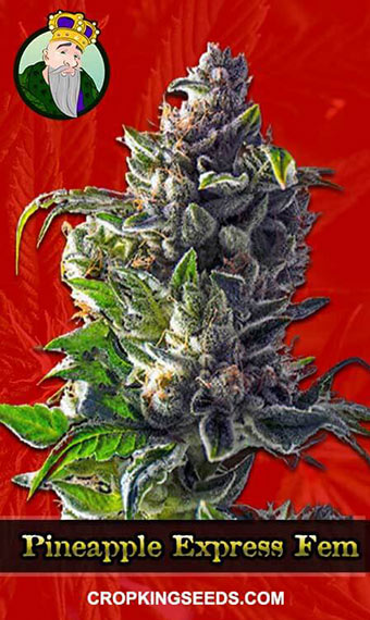 pineapple express feminized 1