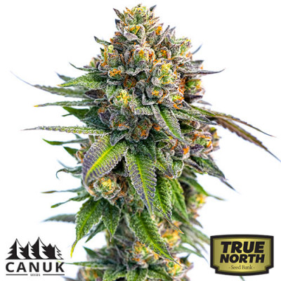 pineapple chunk canuk seeds tnsb