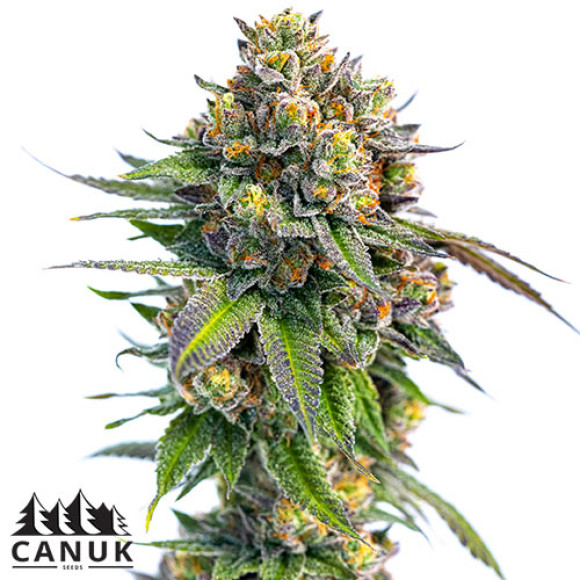 pineapple chunk canuk seeds