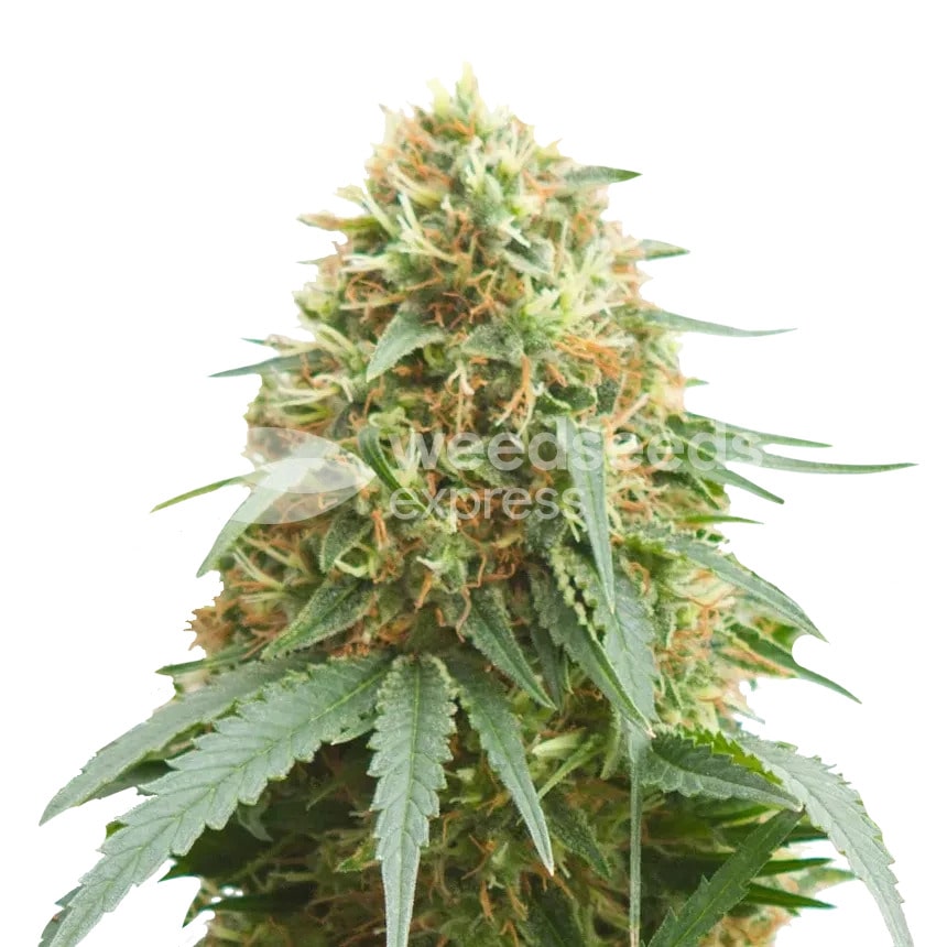 pineapple express plant min