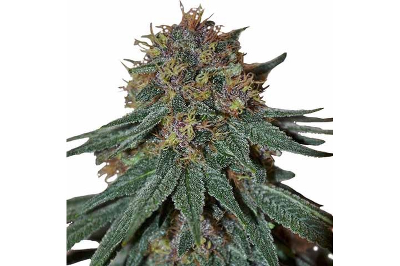 Purple Haze Strain