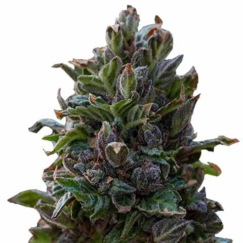 purple punch marijuana seeds feminized 480x480px 1