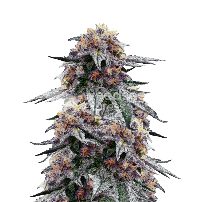 purple urkle plant