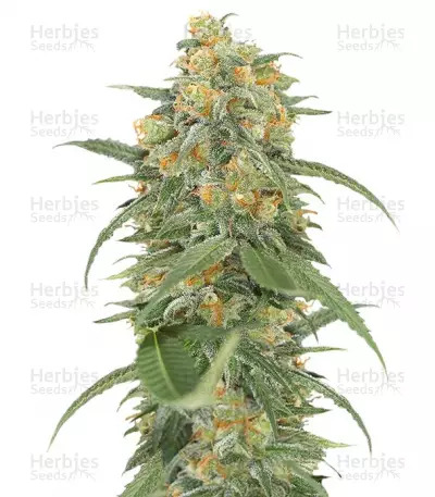 sort Green Crack Humboldt Seeds mrzTK4TZvZ5gazSu