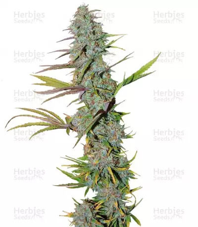 sort LA Confidential DNA Genetics QSHoDFrx8u7fNBTp 1