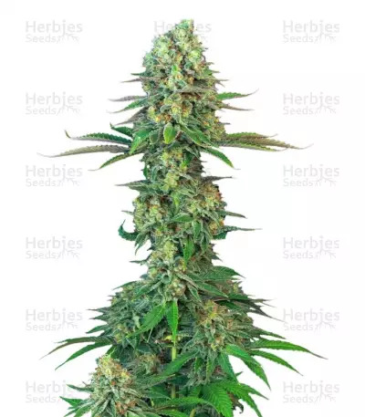 sort Original Bubblegum TH Seeds AhU1Ew3C9nnYzTvB