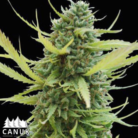 sour diesel canuk