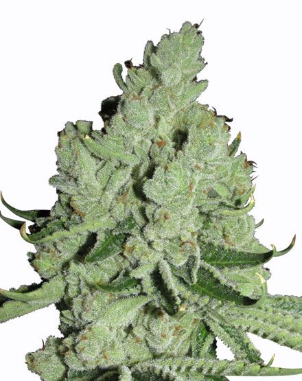 sour diesel feminized