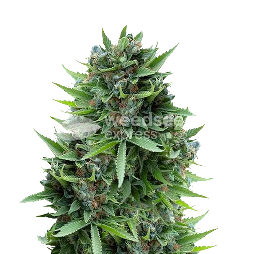 sour diesel plant