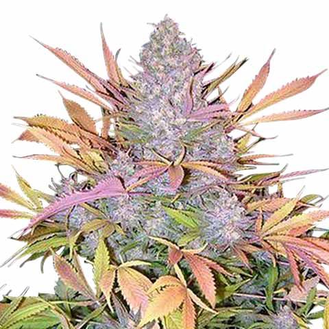 strawberry cough marijuana seeds feminized 480x480px 1