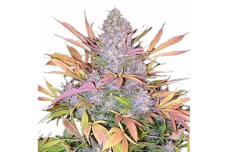 Strawberry Cough Strain