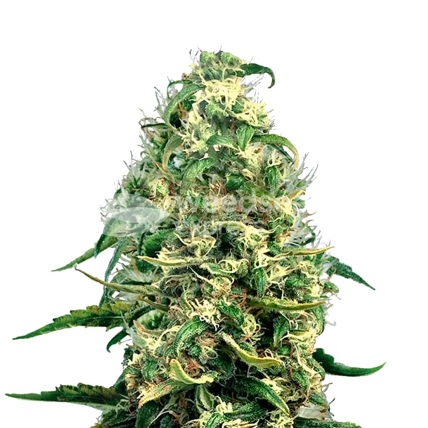 super silver haze plant min