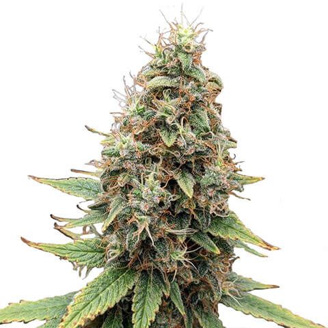 tangie feminized cannabis