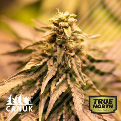 tnsb lambsbread productimage