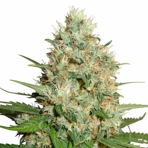 trainwreck marijuana seeds feminized 480x480px 1