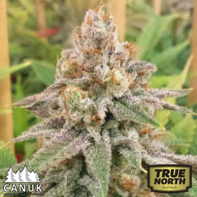 wedding cake canuk seeds tnsb