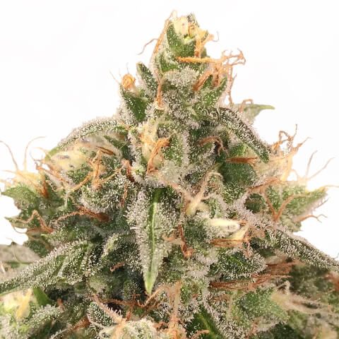 wedding cake feminized marijuana