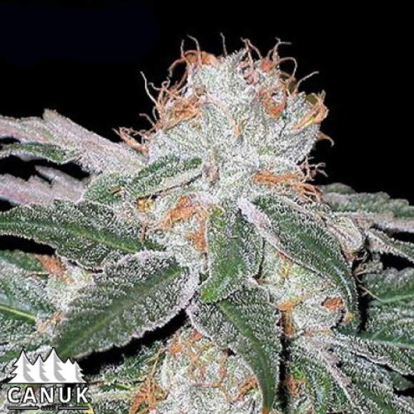 white widow canuk 2