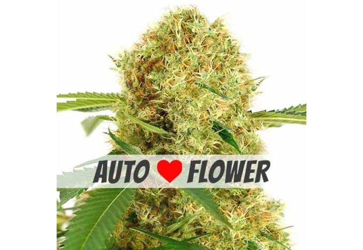 white widow marijuana seeds autoflower 2481X1706
