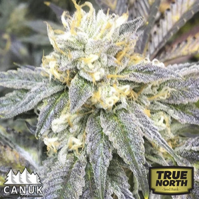 zkittlez auto canuk tnsb 1