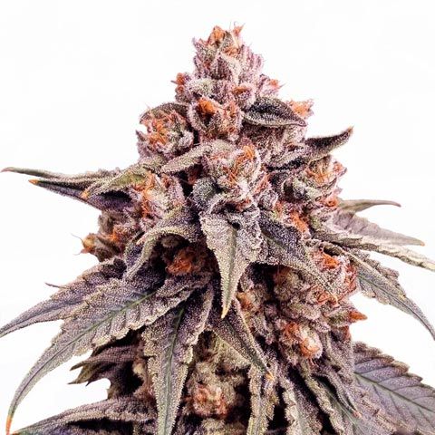 zkittlez feminized marijuana