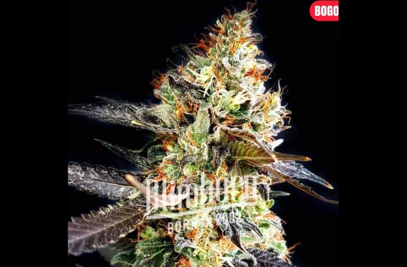 Candyland Strain