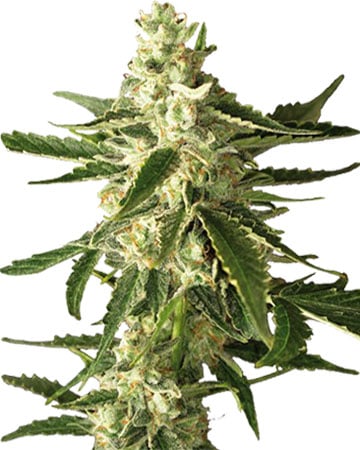 Great White Shark Feminized Cannabis Seeds