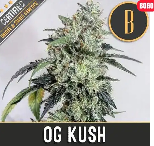 OG Kush 1