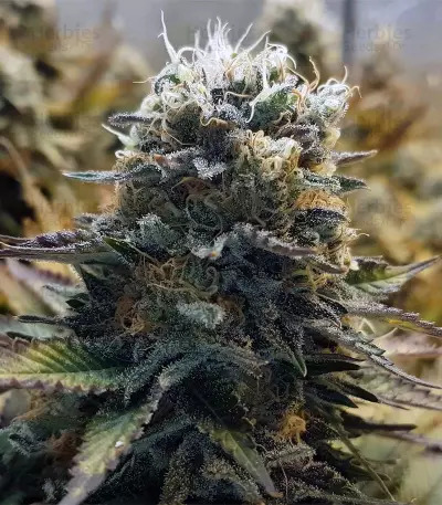 Original Glue by Nirvana seeds