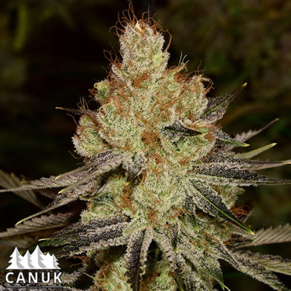 agent orange canuk seeds