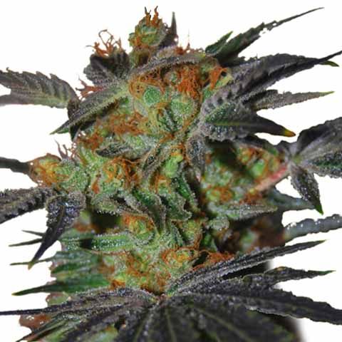 agent orange marijuana seeds feminized
