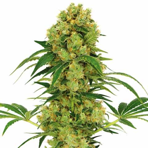 big bud marijuana