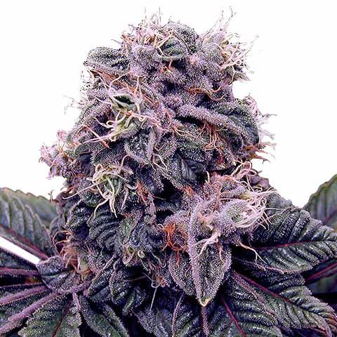 blackberry kush marijuana