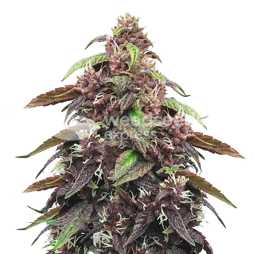 blackberry kush plant min