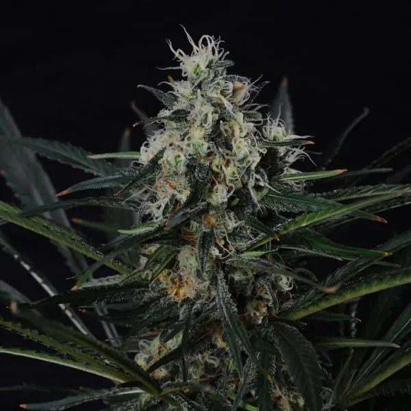 blackjack feminized 5 seeds