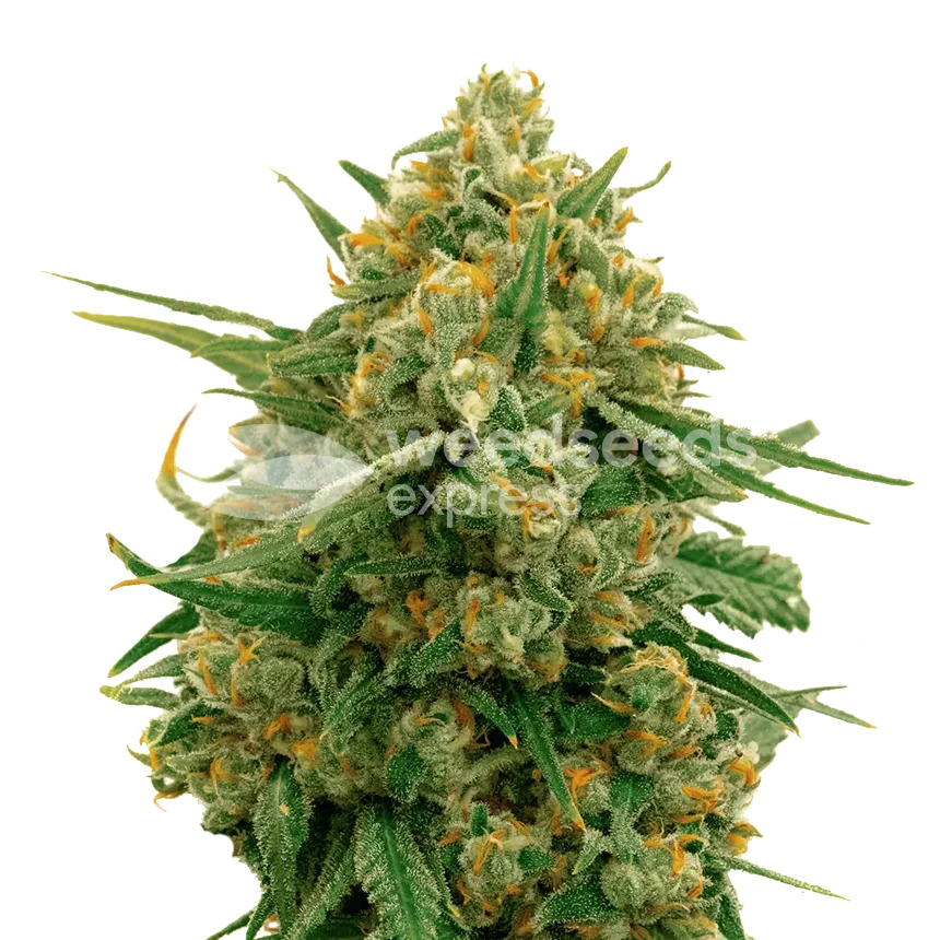 cbd express plant