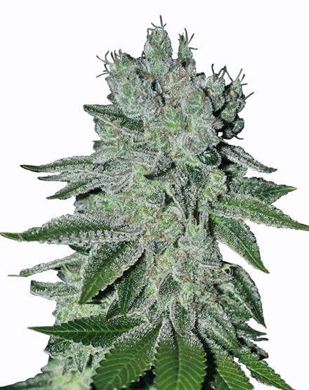 great white shark feminized