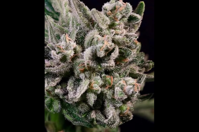 Peanut Butter Breath Strain