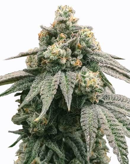 peanut butter breath feminized