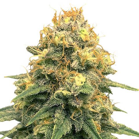 power plant feminized marijuana