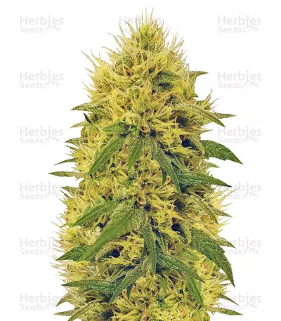 sort Big Bud vision seeds wq7oTSrmm8bLuKlk