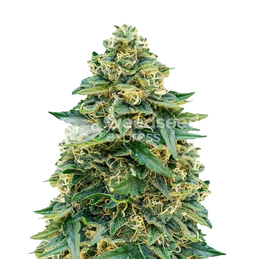 stardawg plant min