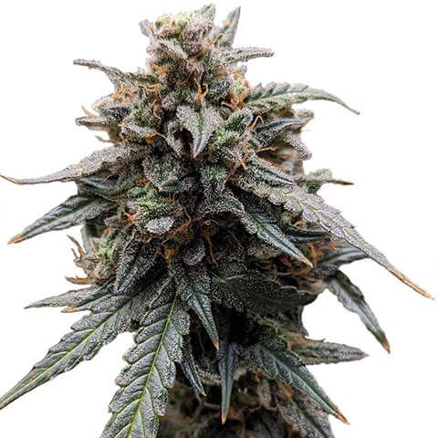 sweet tooth feminized marijuana