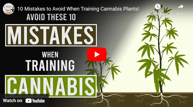 10 Mistakes to Avoid When Training Cannabis Plants