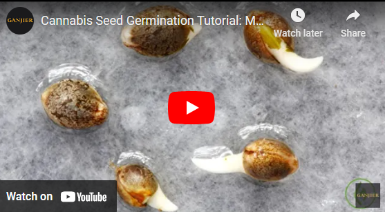 Cannabis Seed Germination