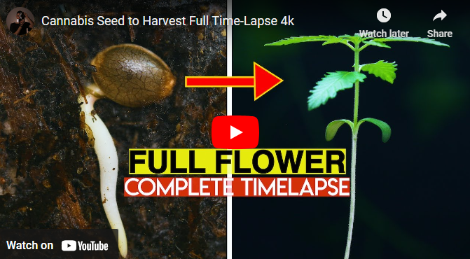 Cannabis Seed to Harvest
