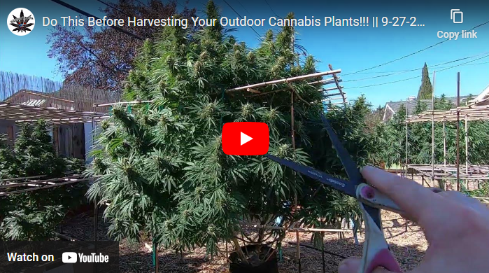 Do This Before Harvesting