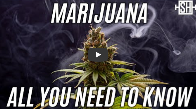 Marijuana-All you need to know