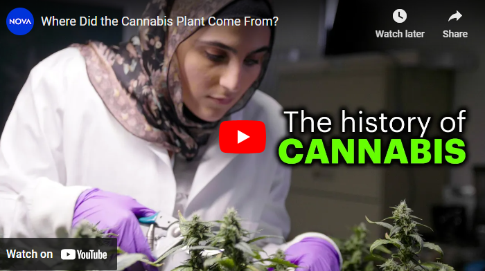 WhereDidCannabisComeFrom